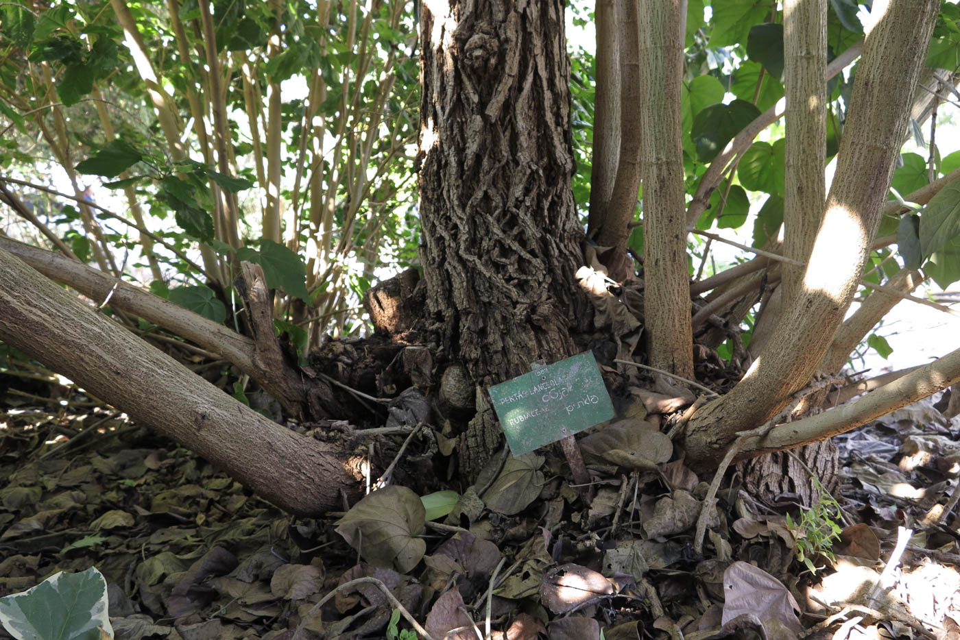 Image of Hibiscus elatus specimen.