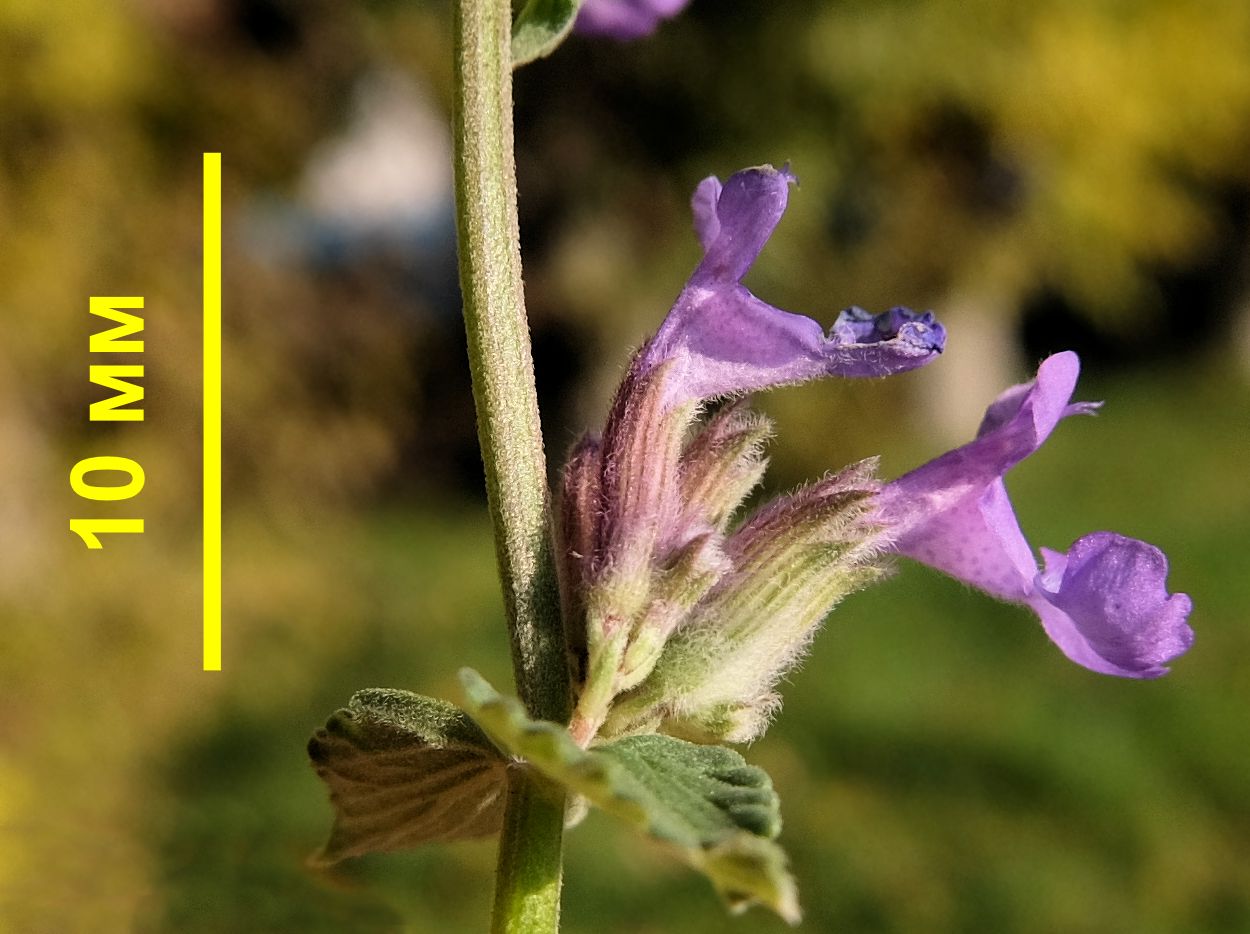 Изображение особи Nepeta mussinii.