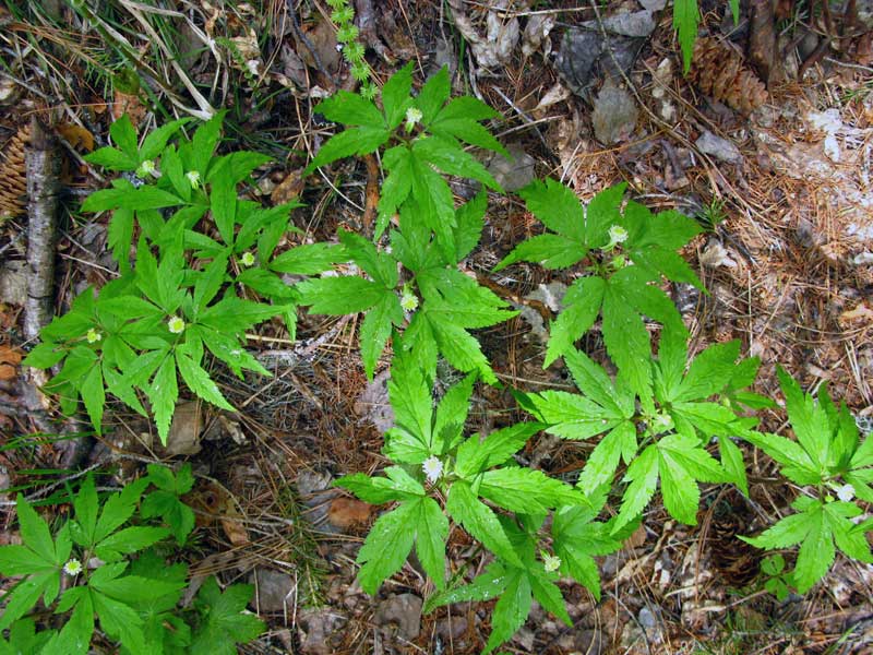 Image of Anemone reflexa specimen.