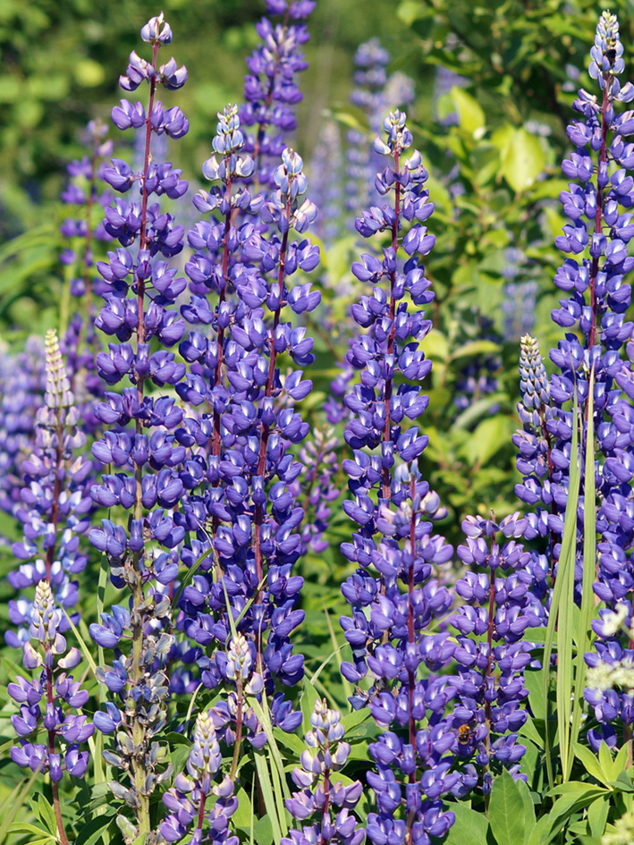 Image of Lupinus polyphyllus specimen.