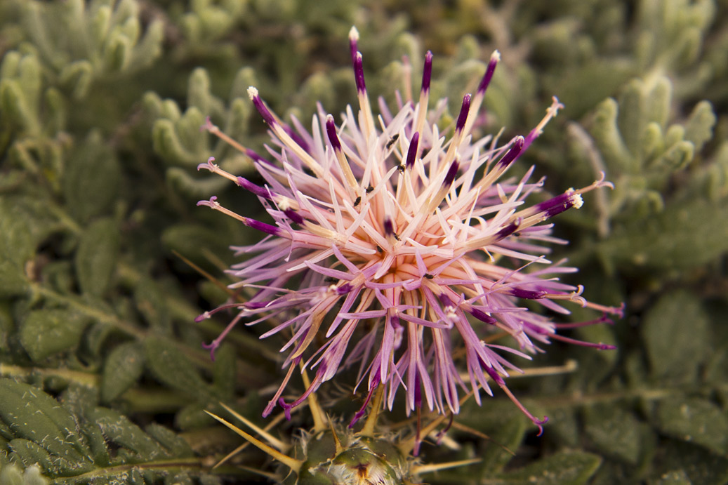 Изображение особи Centaurea raphanina ssp. mixta.