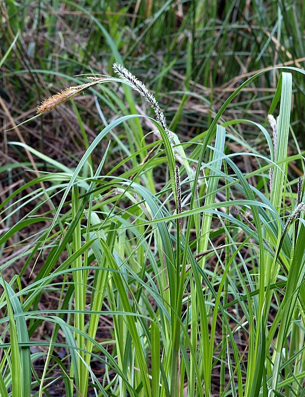 Изображение особи Carex acuta.