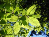 Carpinus betulus