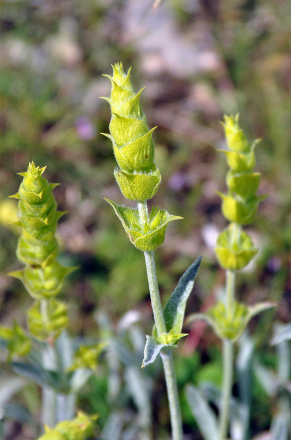 Image of Sideritis catillaris specimen.