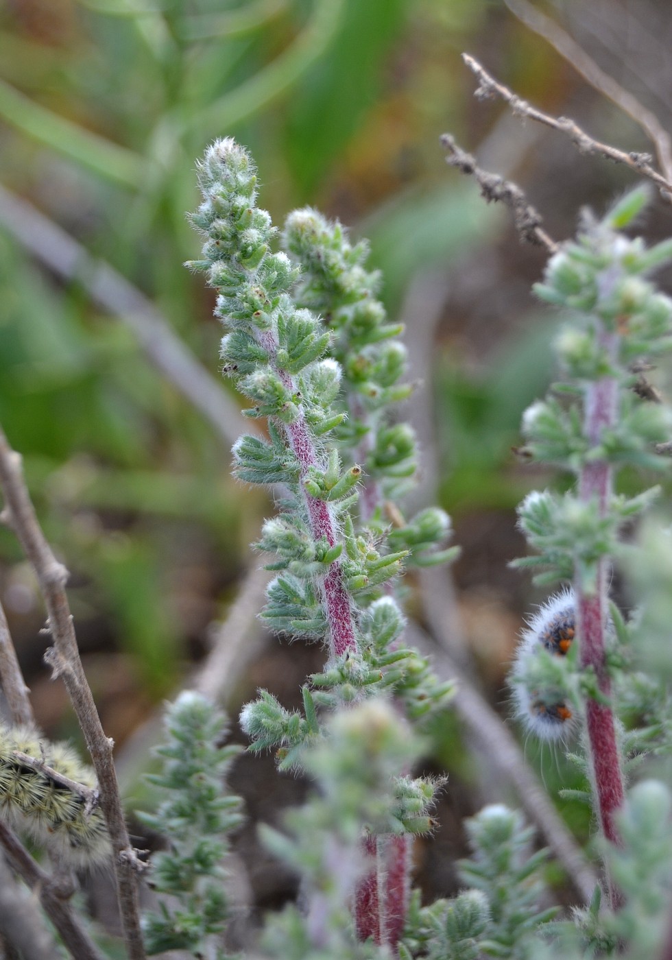 Изображение особи Bassia hyssopifolia.