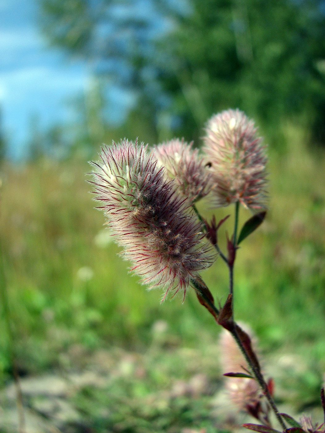 Image of Trifolium arvense specimen.