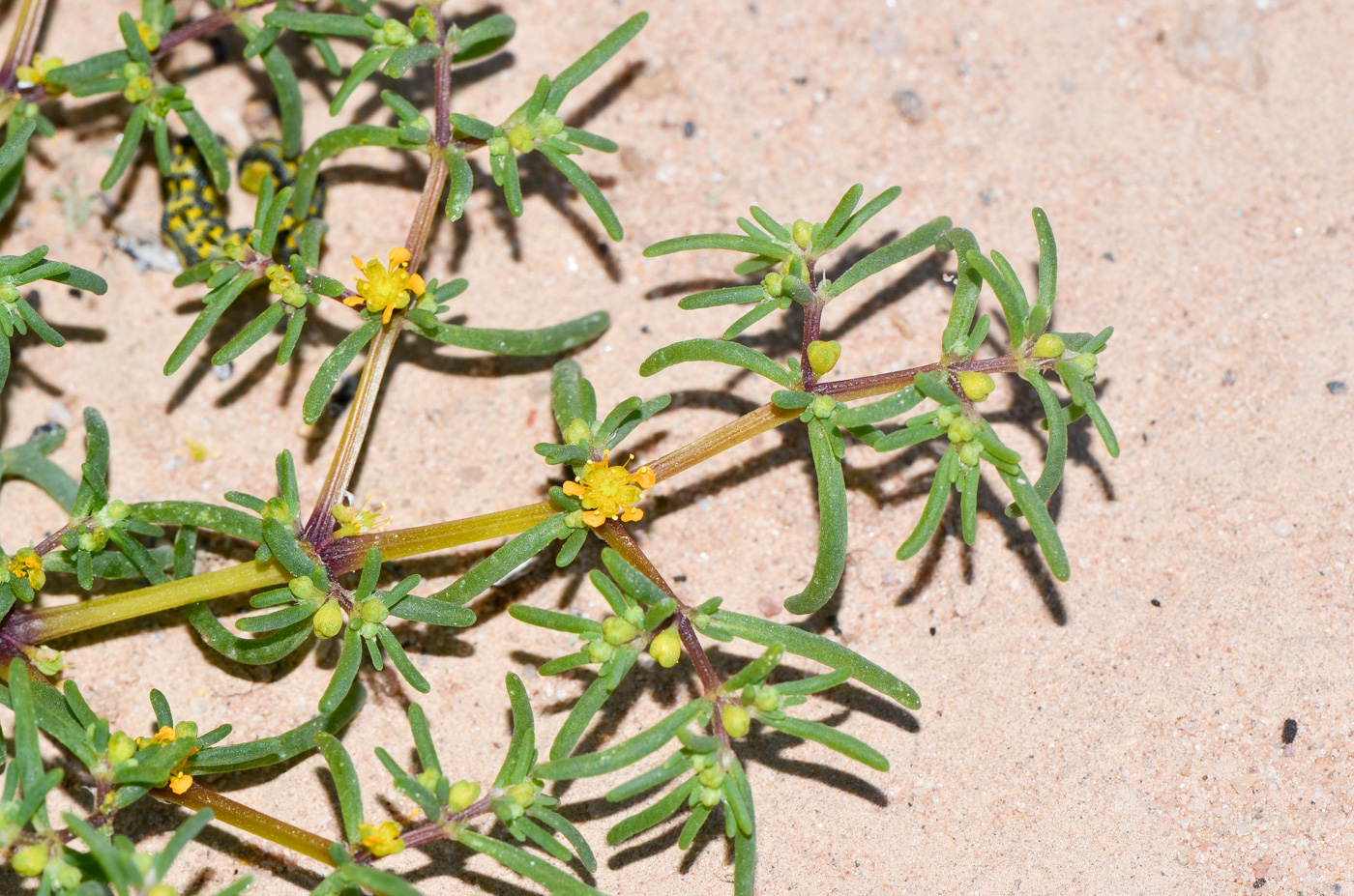 Image of Tetraena simplex specimen.