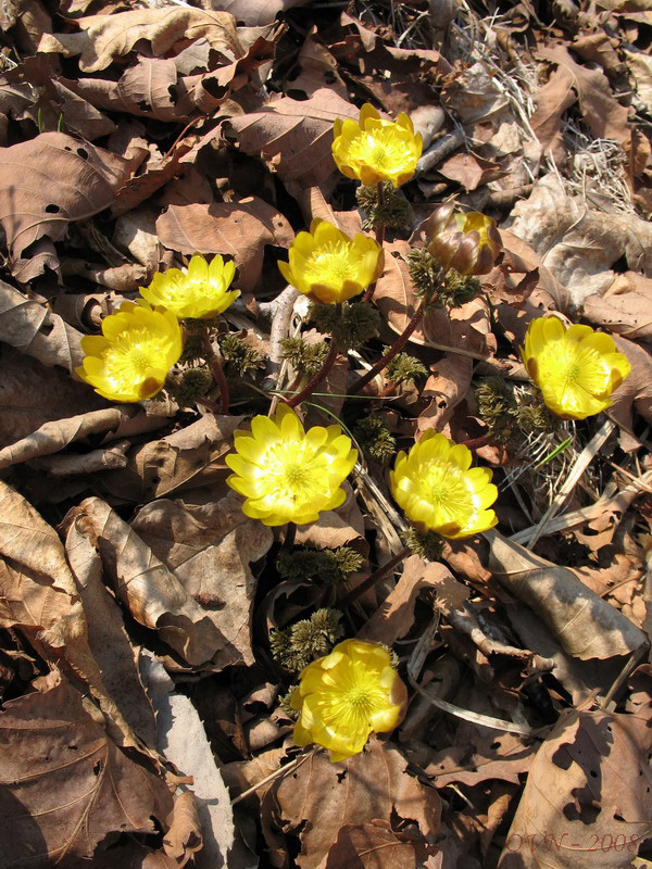 Image of Adonis amurensis specimen.