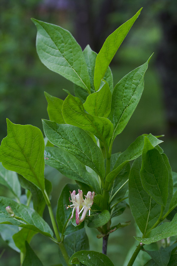 Изображение особи Lonicera alpigena.