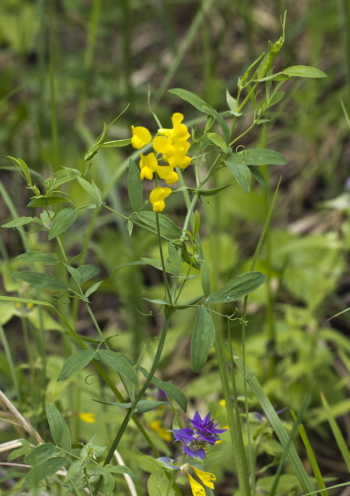 Image of Lathyrus pratensis specimen.