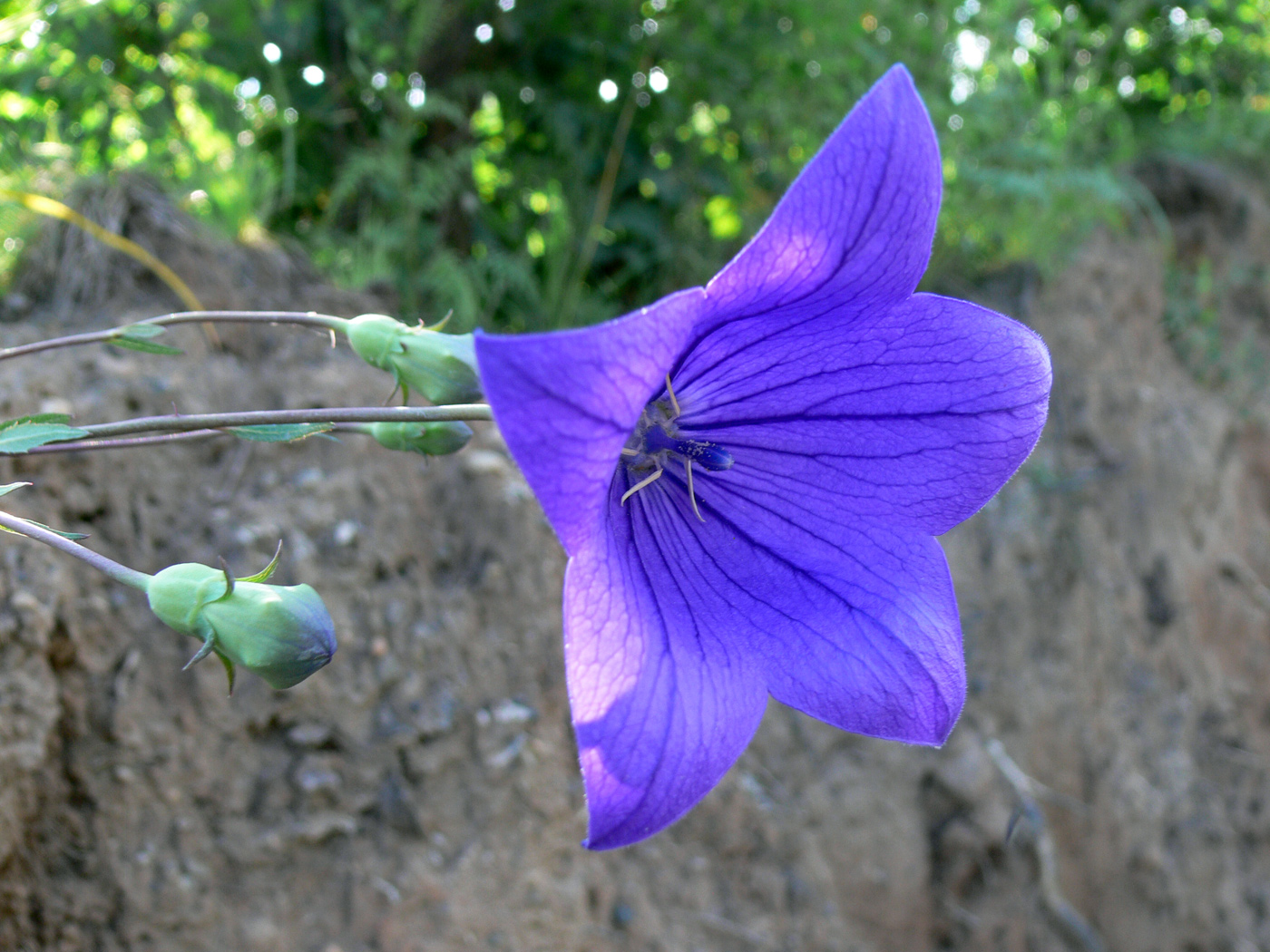 Image of Platycodon grandiflorus specimen.