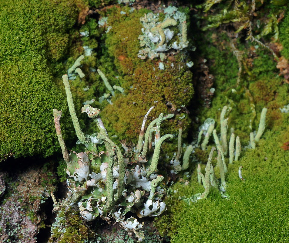 Изображение особи Cladonia coniocraea.