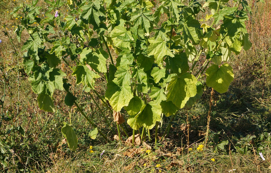 Image of Malva thuringiaca specimen.