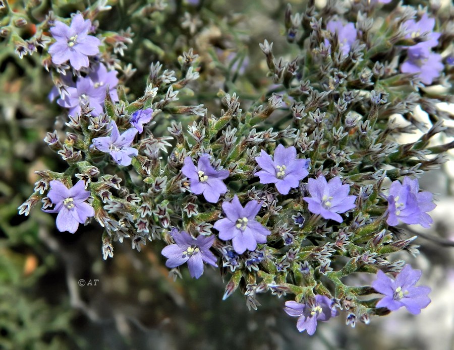 Image of genus Limonium specimen.