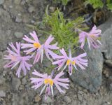 Смотреть изображение Schizanthus hookeri