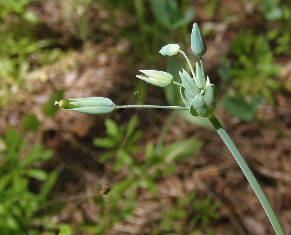 Image of Cerastium perfoliatum specimen.