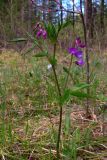 Lathyrus vernus. Верхушка цветущего растения. Свердловская обл., окр. г. Североуральск, опушка сосново-елового леса. 23.05.2007.