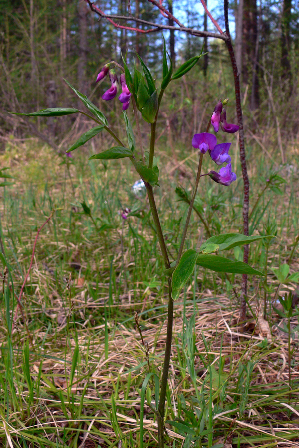 Изображение особи Lathyrus vernus.