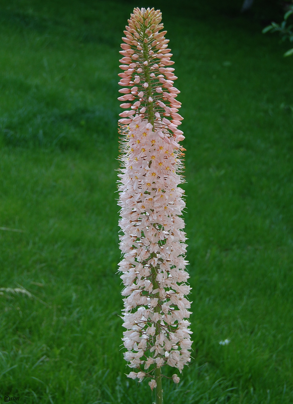 Image of Eremurus robustus specimen.