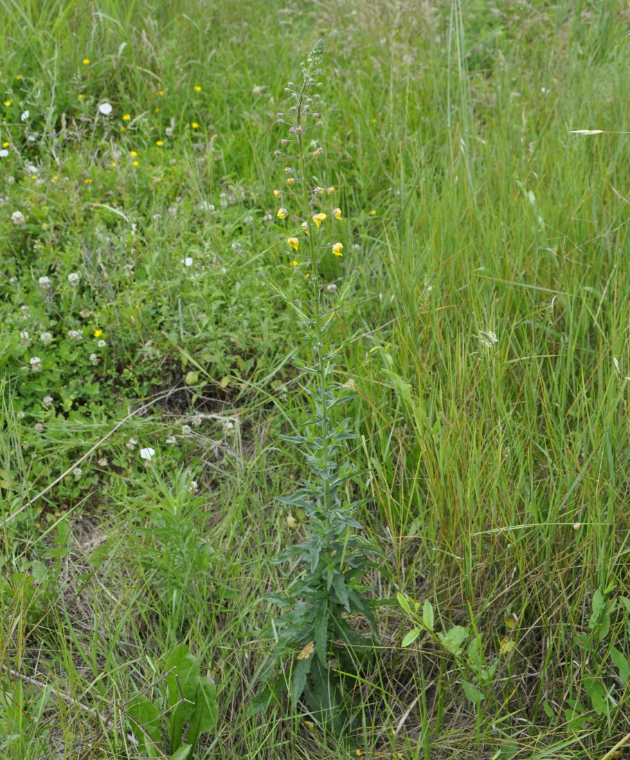 Изображение особи Verbascum blattaria.