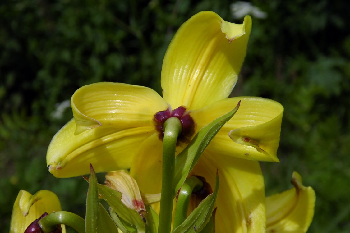 Image of Lilium monadelphum specimen.