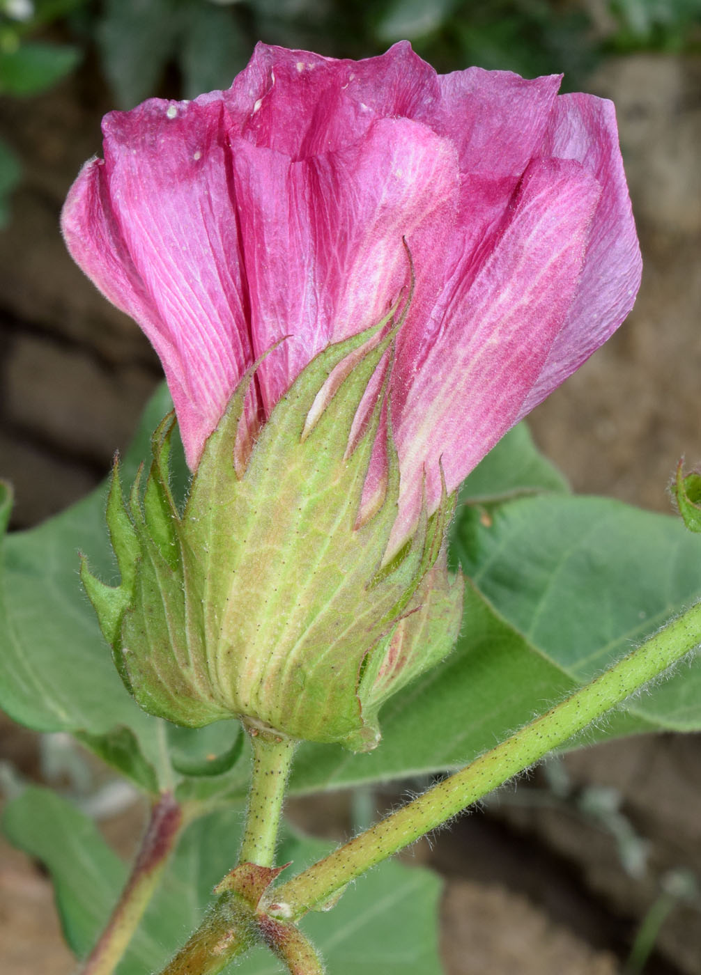 Image of Gossypium hirsutum specimen.