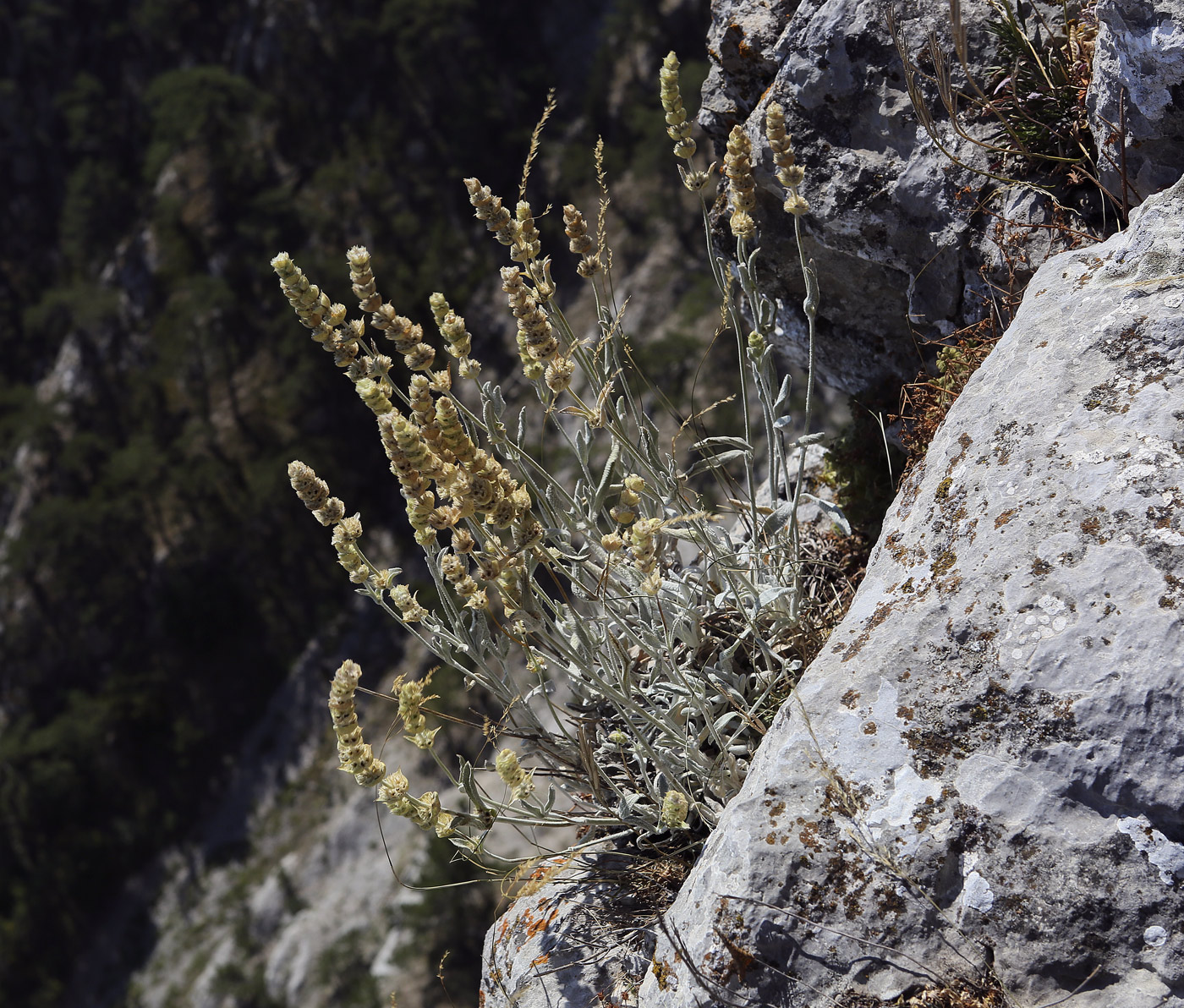 Image of Sideritis catillaris specimen.