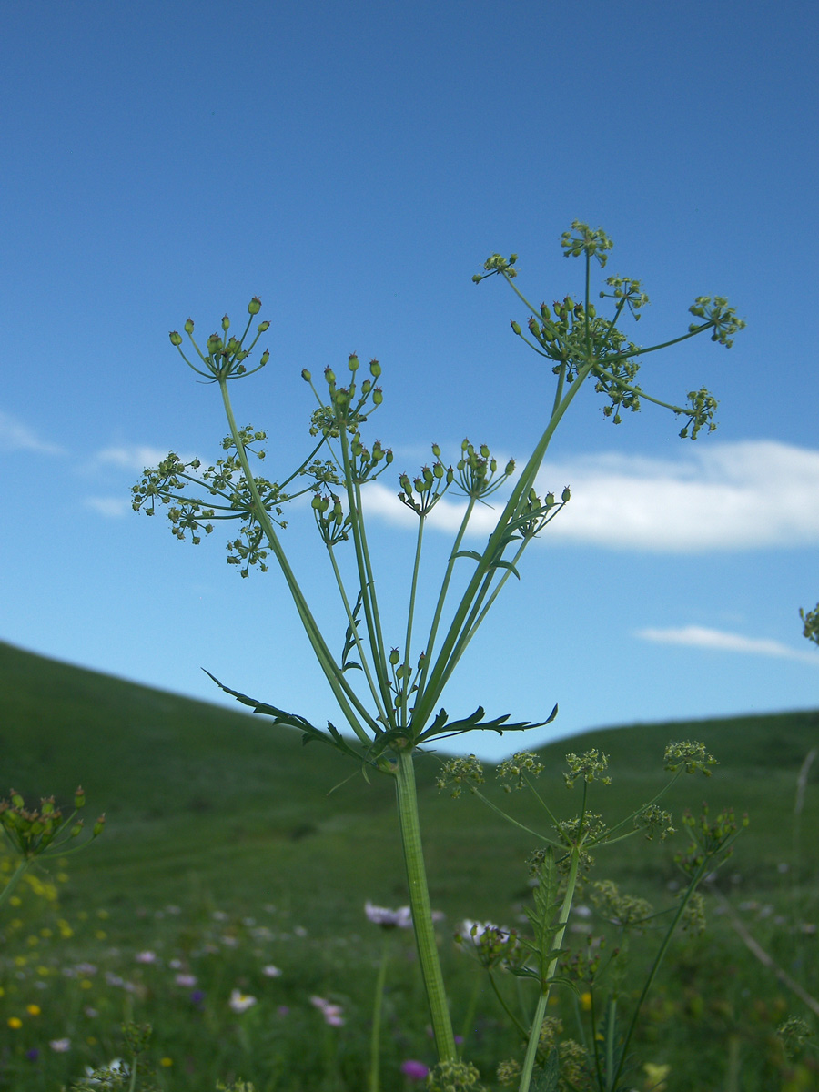 Image of Eleutherospermum cicutarium specimen.