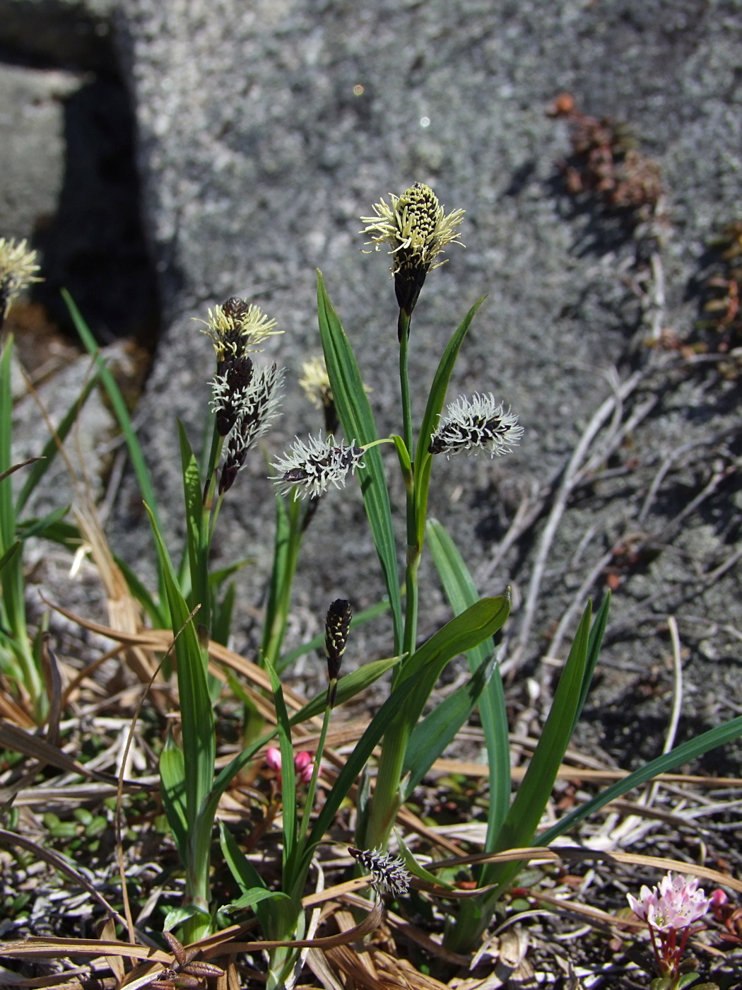 Image of Carex riishirensis specimen.