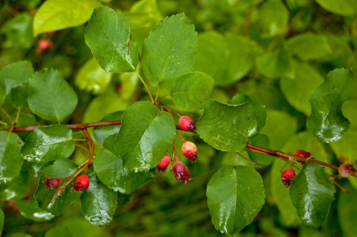 Image of Amelanchier spicata specimen.