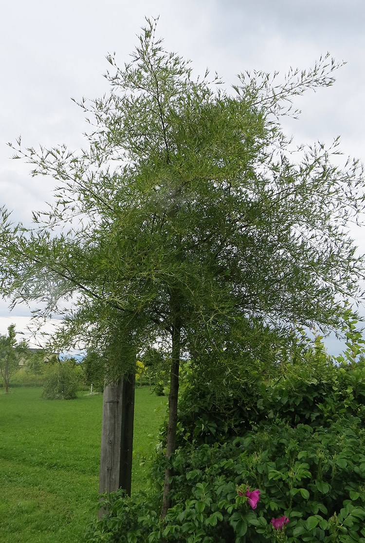 Image of Alnus glutinosa specimen.