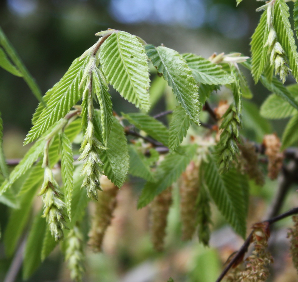 Image of Carpinus orientalis specimen.