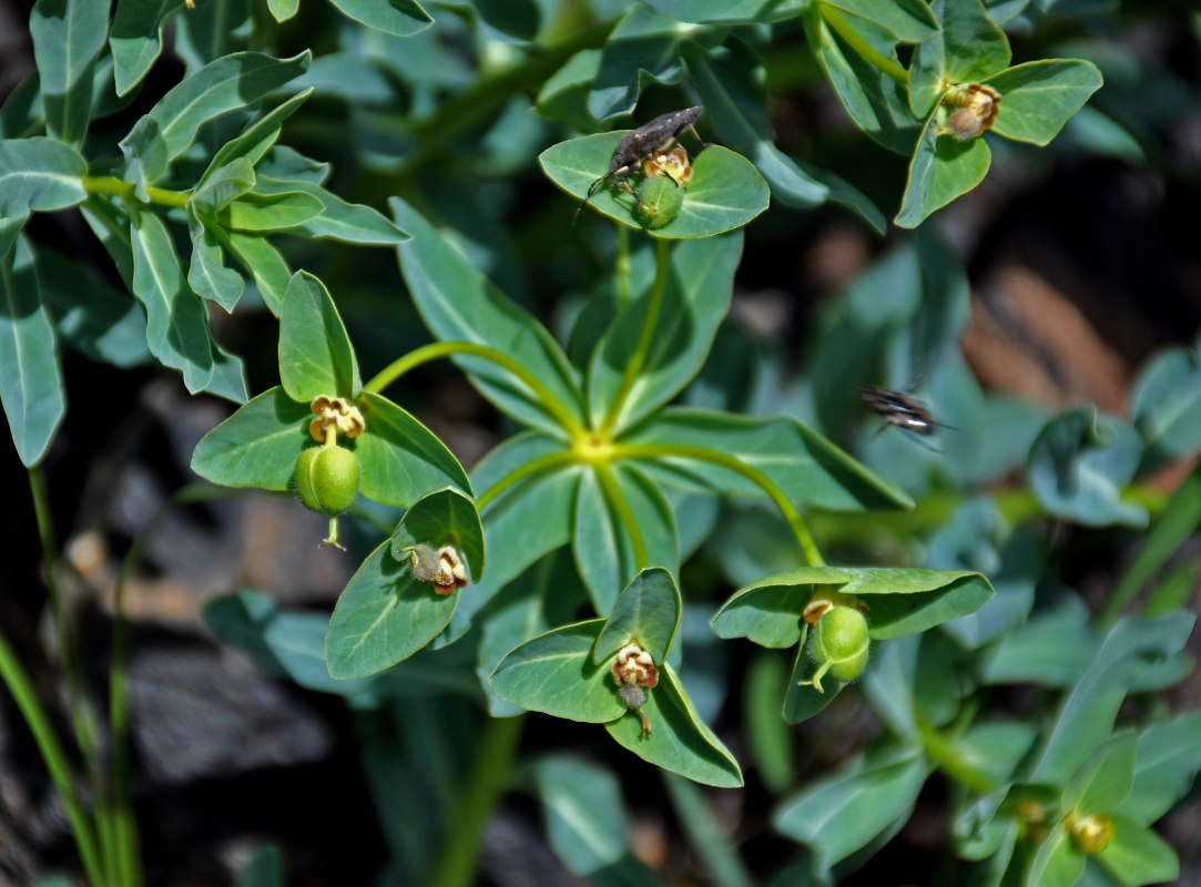 Image of Euphorbia mongolica specimen.