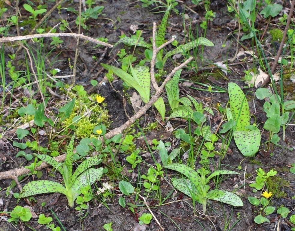 Изображение особи Dactylorhiza urvilleana.