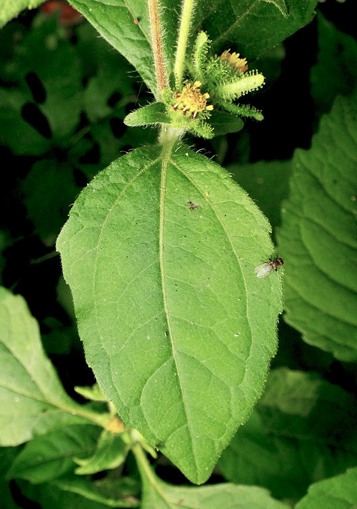 Изображение особи Sigesbeckia orientalis.