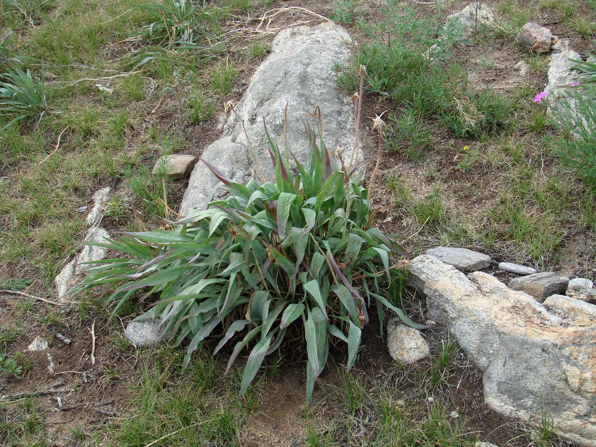 Image of Scorzonera glabra specimen.