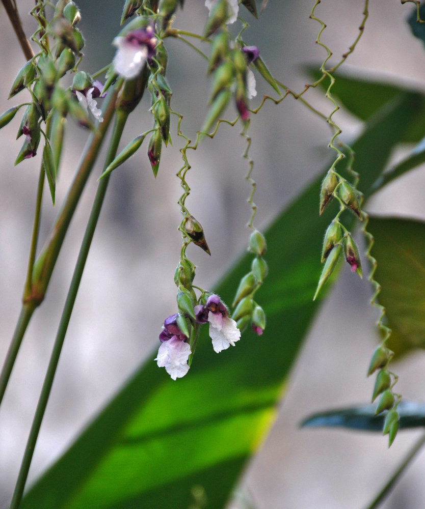 Image of Thalia geniculata specimen.