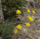 Leontodon biscutellifolius. Цветущее растение. Горный Крым, гора Южная Демерджи. 21.06.2009.