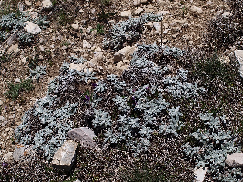 Image of Salvia canescens specimen.