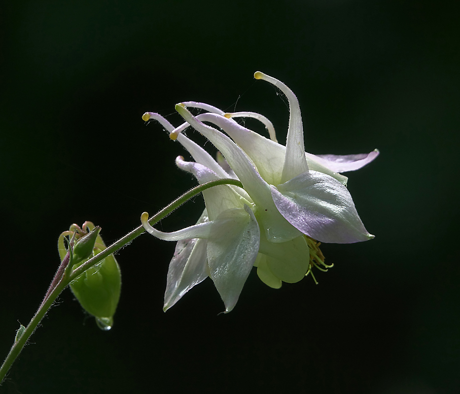 Image of Aquilegia vulgaris specimen.