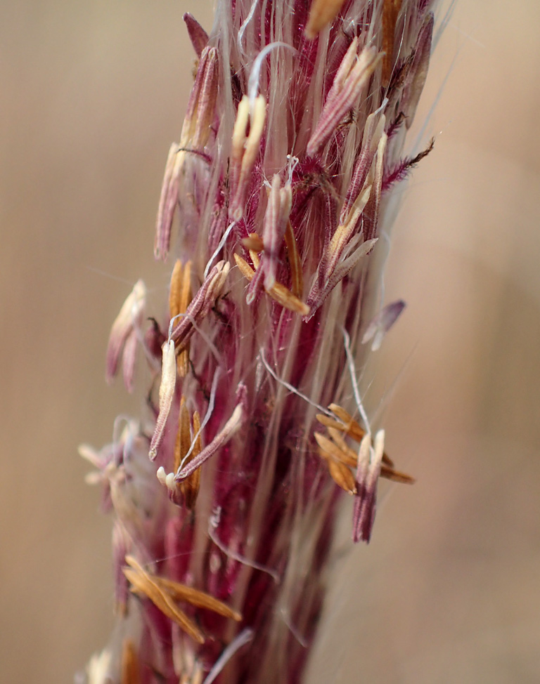 Image of Imperata cylindrica specimen.