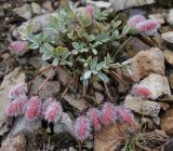 Astragalus kasachstanicus