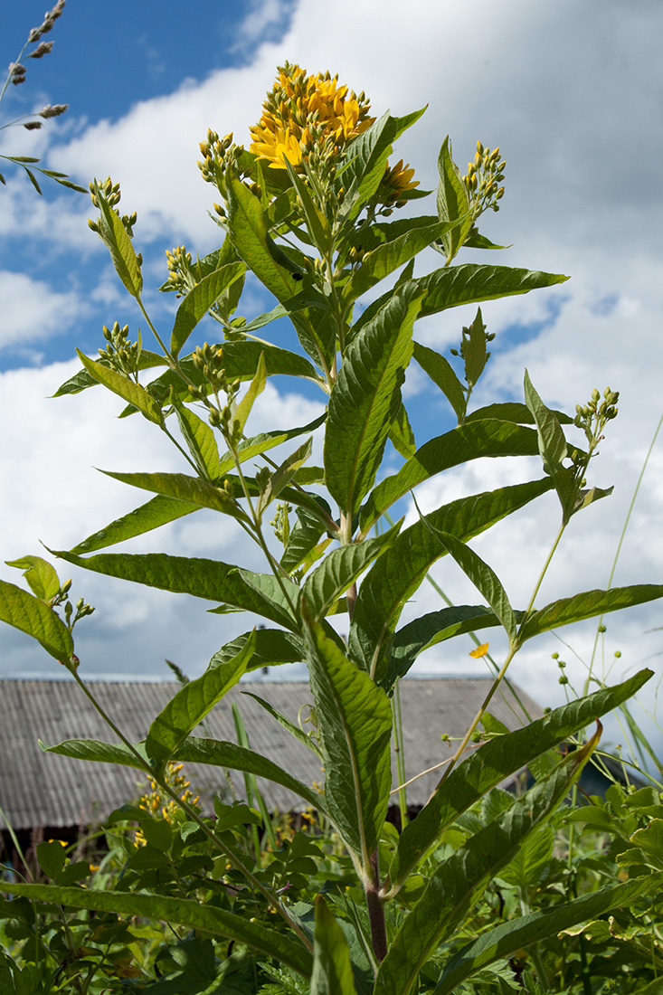 Изображение особи Lysimachia vulgaris.