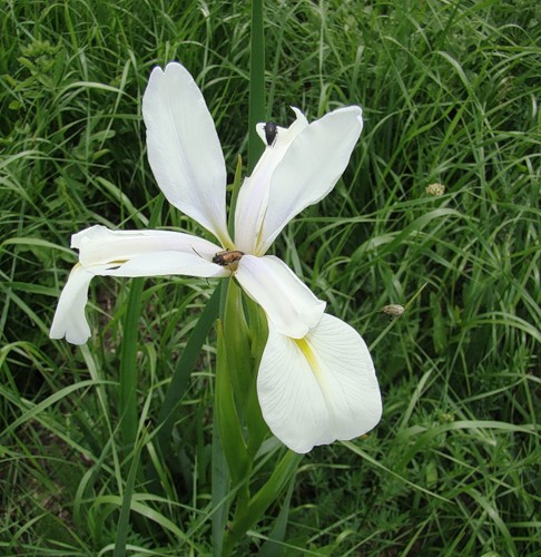 Image of Iris notha specimen.