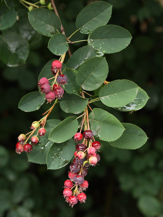 Image of Amelanchier spicata specimen.