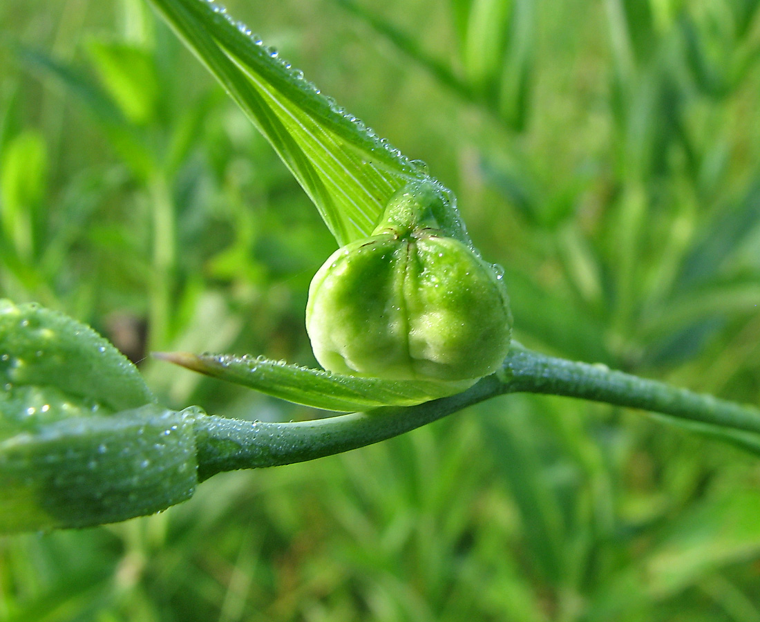 Image of Gladiolus tenuis specimen.