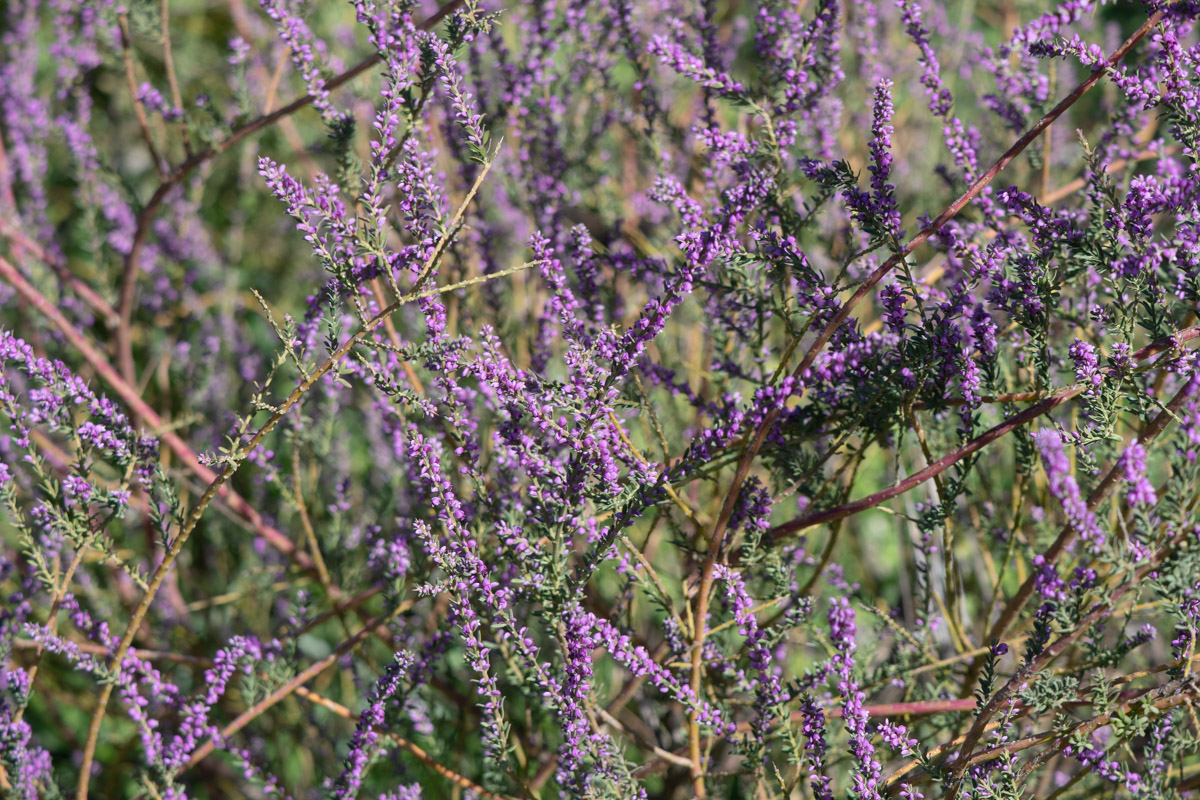 Image of Muraltia spinosa specimen.