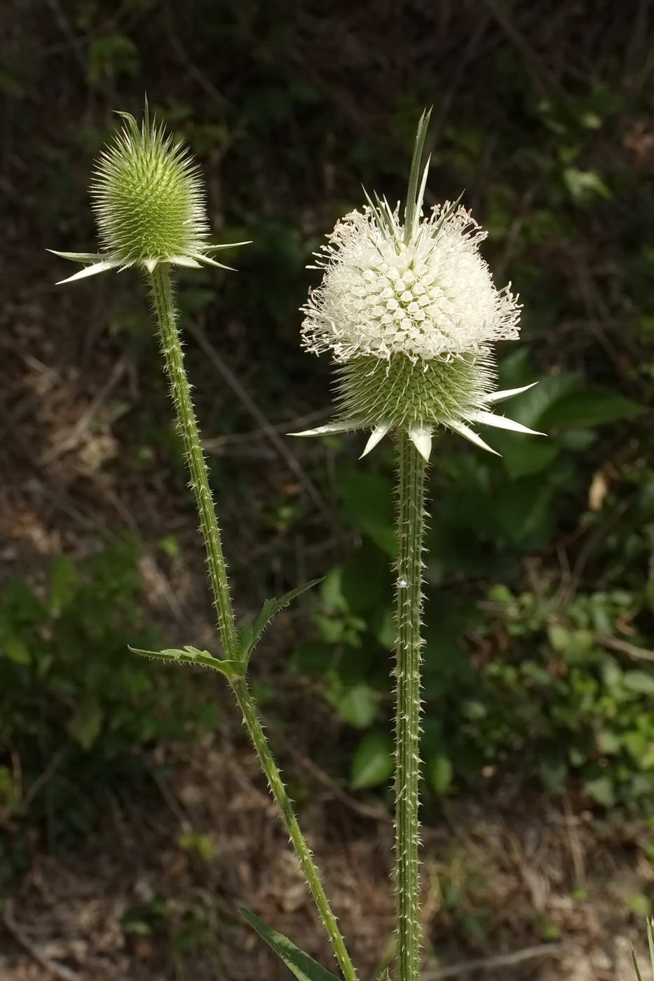 Изображение особи Dipsacus laciniatus.