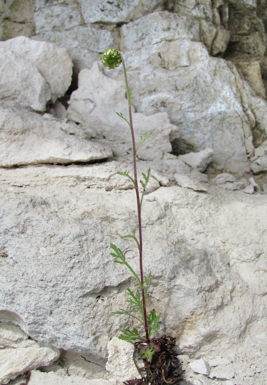 Image of Chrysanthemum zawadskii specimen.