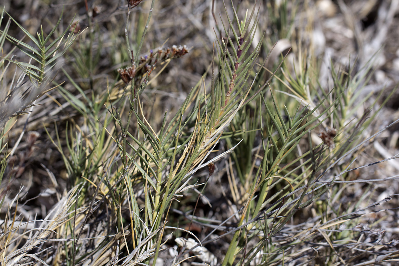 Image of Sporobolus pungens specimen.